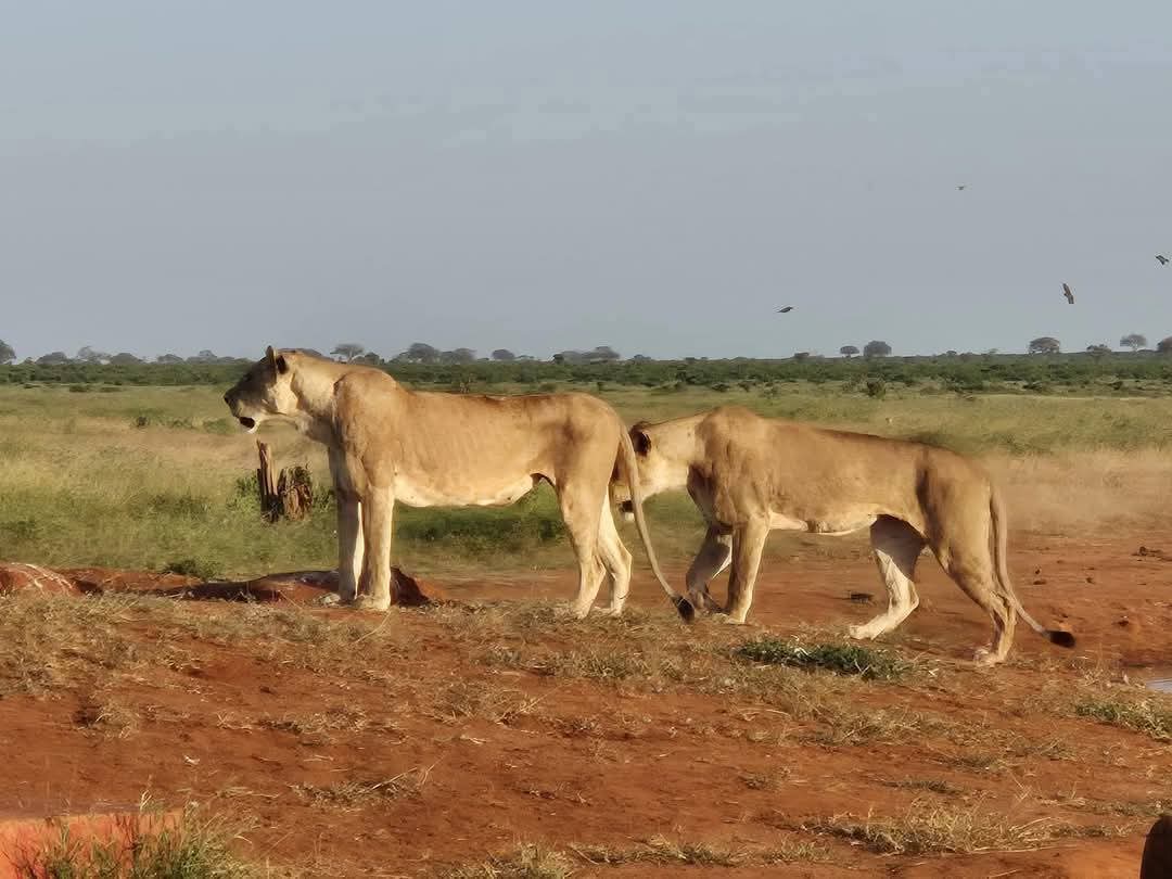 Post Image